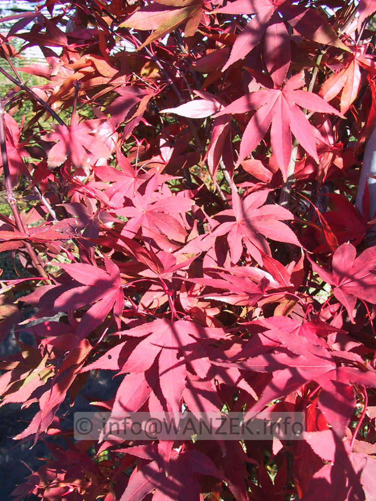 Acer palmatum Osakazuki - Herbst.JPG